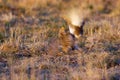 Sharp-tailed Grouse Fight on Lek 700306