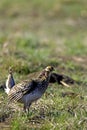 Sharp-tailed Grouse  60602 Royalty Free Stock Photo