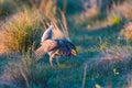 Sharp-Tailed Grouse Lek Royalty Free Stock Photo