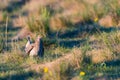 Sharp-Tailed Grouse Lek Royalty Free Stock Photo