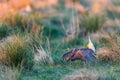 Sharp-Tailed Grouse Lek Royalty Free Stock Photo