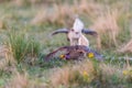 Sharp-Tailed Grouse Lek