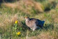 Sharp-Tailed Grouse Lek Royalty Free Stock Photo