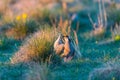 Sharp-Tailed Grouse Lek Royalty Free Stock Photo