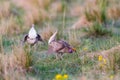 Sharp-Tailed Grouse Lek Royalty Free Stock Photo