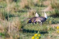 Sharp-Tailed Grouse Lek Royalty Free Stock Photo