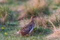 Sharp-Tailed Grouse Lek Royalty Free Stock Photo