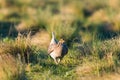 Sharp-Tailed Grouse Lek Royalty Free Stock Photo