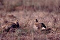 Sharp-tailed Grouse on Lek  60751 Royalty Free Stock Photo