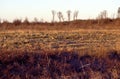 Sharp-tailed Grouse   60620 Royalty Free Stock Photo