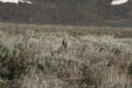 Sharp-tailed grouse (Tympanuchis phasianellus) Royalty Free Stock Photo