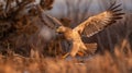 Sharptail Grouse in the bushes flying low Royalty Free Stock Photo