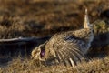 Sharp-Tailed Grouse, Tympanuchus phasianellus, displaying Royalty Free Stock Photo