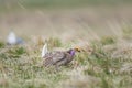 Sharp-tailed grouse (Tympanuchus phasianellus) Royalty Free Stock Photo