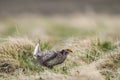 Sharp-tailed grouse (Tympanuchus phasianellus)