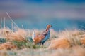 Sharp-tailed grouse (Tympanuchus phasianellus)