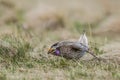 Sharp-tailed grouse (Tympanuchus phasianellus) Royalty Free Stock Photo