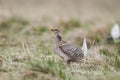 Sharp-tailed grouse (Tympanuchus phasianellus)