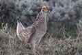 Sharp-tailed Grouse Tympanuchus phasianellus 10 Royalty Free Stock Photo