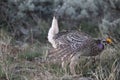 Sharp-tailed Grouse Tympanuchus phasianellus 13 Royalty Free Stock Photo