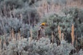 Sharp-tailed Grouse Tympanuchus phasianellus 15 Royalty Free Stock Photo