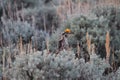 Sharp-tailed Grouse Tympanuchus phasianellus 16 Royalty Free Stock Photo