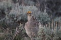 Sharp-tailed Grouse Tympanuchus phasianellus 21 Royalty Free Stock Photo