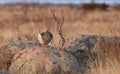 Sharp-Tailed Grouse, Tympanuchus phasianellus, in spring Royalty Free Stock Photo