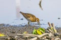 Sharp-tailed Sandpiper in a mud lotus root field Royalty Free Stock Photo