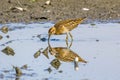 Sharp-tailed Sandpiper in a mud lotus root field Royalty Free Stock Photo