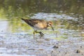 Sharp-tailed Sandpiper in a mud lotus root field Royalty Free Stock Photo