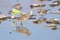 Sharp-tailed Sandpiper in a mud lotus root field Royalty Free Stock Photo