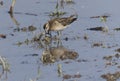 Sharp-tailed Sandpiper in a mud lotus root field. Royalty Free Stock Photo