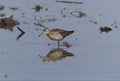 Sharp-tailed Sandpiper in a mud lotus root field. Royalty Free Stock Photo