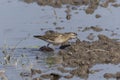 Sharp-tailed Sandpiper in a mud lotus root field. Royalty Free Stock Photo