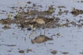 Sharp-tailed Sandpiper in a mud lotus root field. Royalty Free Stock Photo