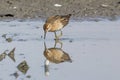 Sharp-tailed Sandpiper in a mud lotus root field Royalty Free Stock Photo