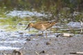Sharp-tailed Sandpiper in a mud lotus root field Royalty Free Stock Photo
