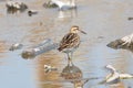 Sharp-tailed Sandpiper in a mud lotus root field Royalty Free Stock Photo