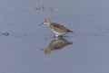 Sharp-tailed Sandpiper in a mud lotus root field. Royalty Free Stock Photo