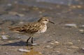 Sharp-tailed Sandpiper, Siberische Strandloper, Calidris acuminata Royalty Free Stock Photo