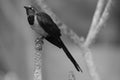 Sharp-tailed Shama Thrush Copsychus malabaricus