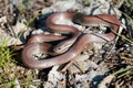 Sharp-tailed Snake Royalty Free Stock Photo