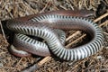 Sharp-tailed Snake Underside Royalty Free Stock Photo
