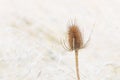 Sharp thistle against soft reed background