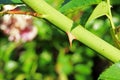 SHARP THORN ON A ROSE CANE IN A GARDEN