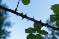 Sharp Thorns On A Bramble Bush, Silhouette Against A Blue Dusk Sky