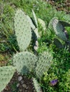 Sharp Thorns on Prickly Pear Cactus Leaves Royalty Free Stock Photo