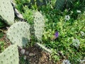 Sharp Thorns on Prickly Pear Cactus Leaves Royalty Free Stock Photo