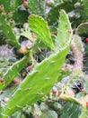 Sharp Thorns on Prickly Pear Cactus Leaves Royalty Free Stock Photo